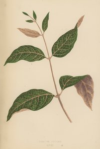 Echites Nutans - English School
